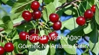 Rüyada Vişne Ağacı Görmek Ne Anlama Gelir Resimi