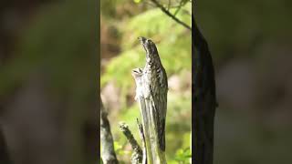 Lindo pássaro urutau com seu filhote,#natureza #camera #fauna #urutau