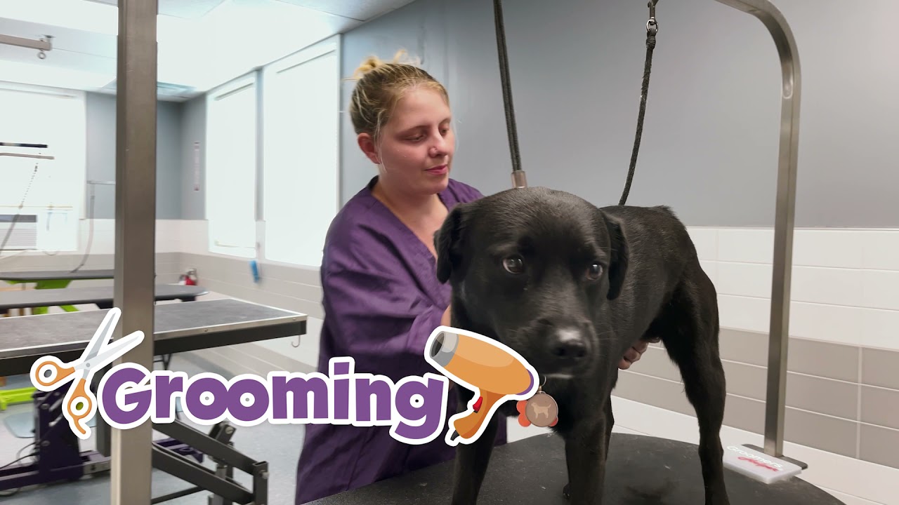 Best Friends Pet Hotel Television Ad YouTube