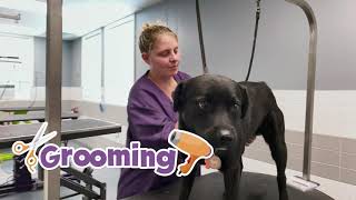 Best Friends Pet Hotel Television Ad