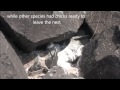 Grenadines Invasive Predator Surveys