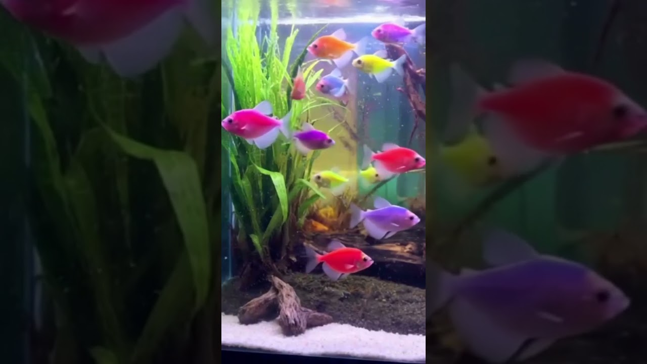 #aquarium
