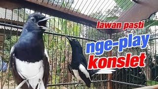 SUARA BURUNG Kacer nge-play AMPUH untuk dongkrak EMOSI agar cepat KONSLET.