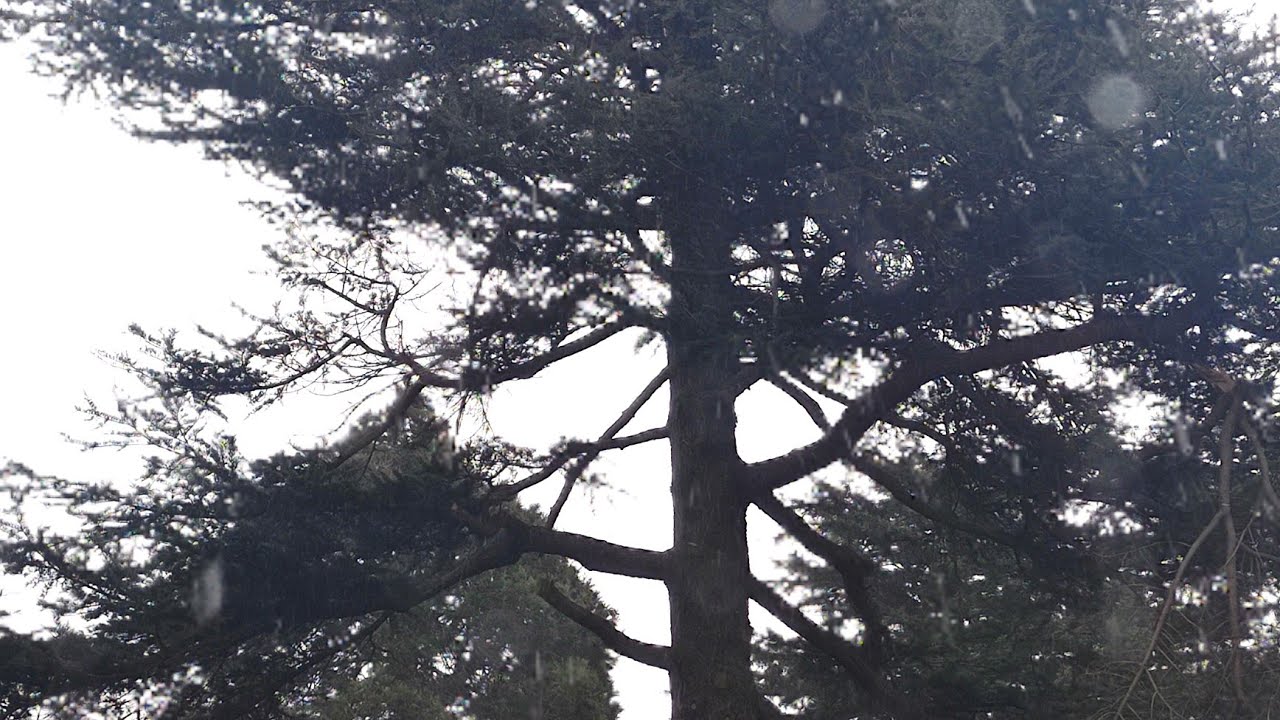 Kent Weather Snow and Sleet including Dover, Dartford and Maidstone YouTube