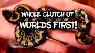 A whole clutch of 'Worlds First' ball pythons! Profile