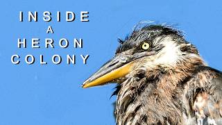 Inside a Great Blue Heron Colony