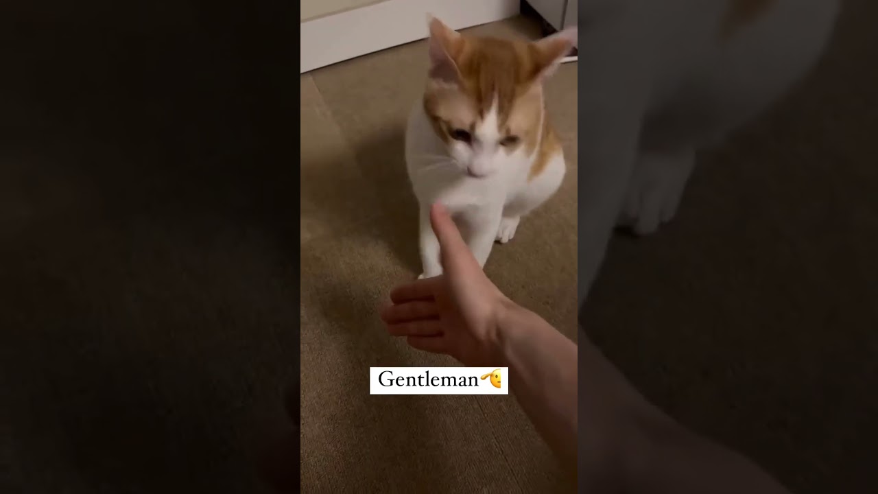 Cat shakes hand.. 