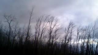 Tree Fell Over On Edge Of Woods During High Wind Event Overnight On 11119.