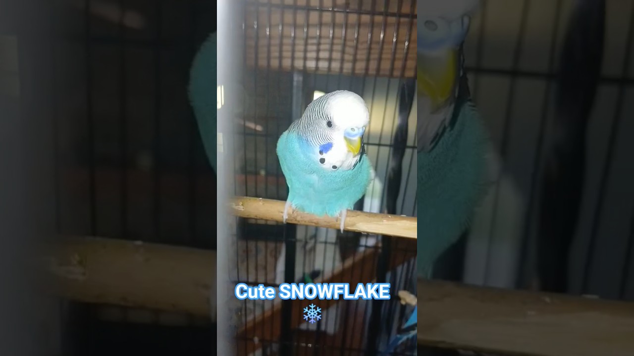 Cute SNOWFLAKE ❄️ 