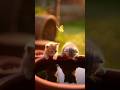 cat and snake cartoon|cartoon video |cartoon cartoon #cartoon #cartoonvideo #catshorts #catcartoon