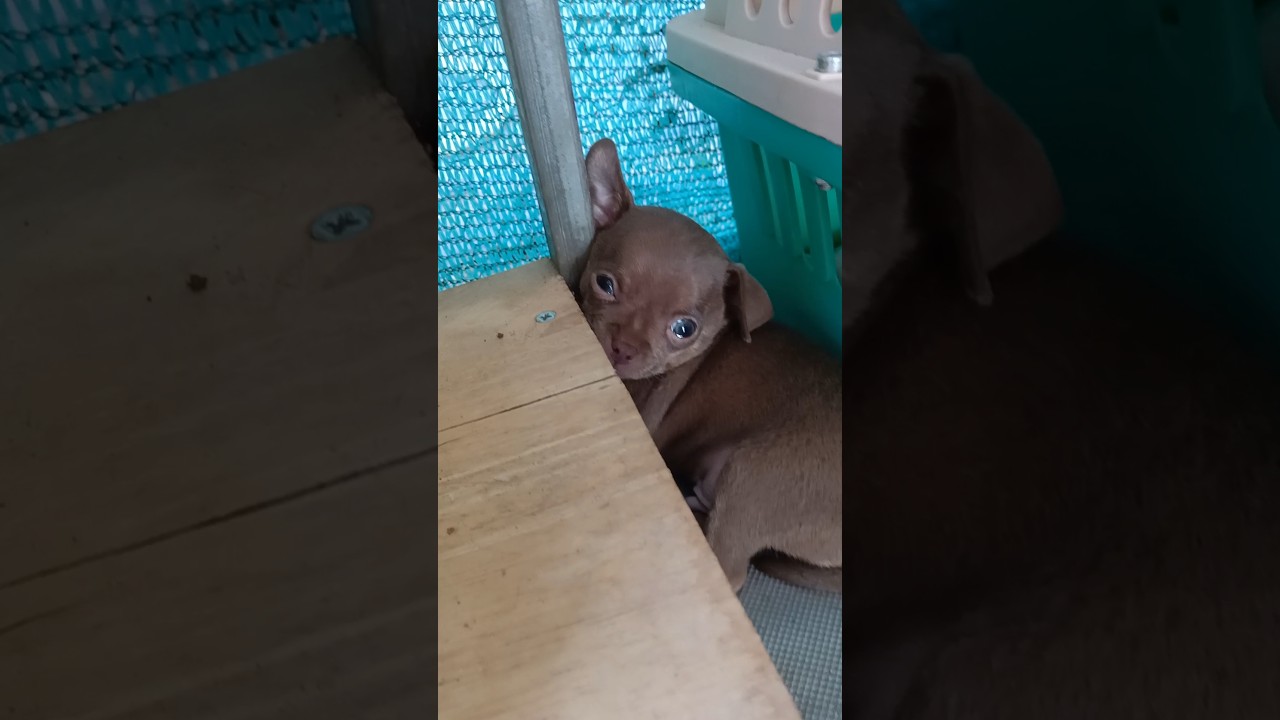 I want to sleep 😪,#animals #puppy #cutepet #viral #dog #shorts