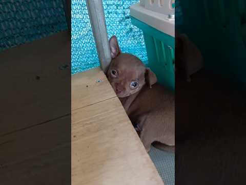 I want to sleep 😪,#animals #puppy #cutepet #viral #dog #shorts