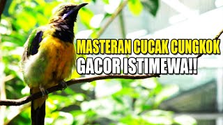Download lagu KICAU MASTERAN CUCAK CUNGKOK GACOR ISTIMEWA FULL ISIAN KASAR RAPAT TAJAM DIKANDANG AVIARY SEDERHANA