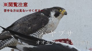 【閲覧注意】オオセグロカモメを捕食するハヤブサ　A falcon preying on a Slaty-backed gull
