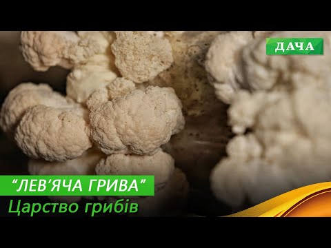 ГЕРІЦІЙ ШИПУВАТИЙ: унікальний екзотичний ГРИБ, який вирощують в Україні
