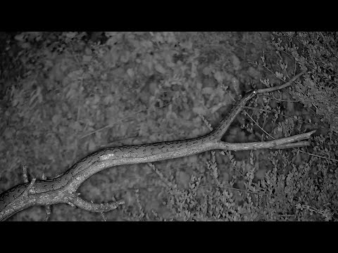 African Rock Python Slithers Up A Branch
