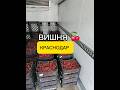 ‼️ ВИШНЯ КРАСНОДАР на Фуд Сити