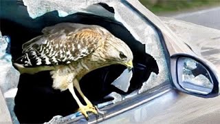 为什么老鹰要打破你的车玻璃？它是在故意破坏吗？