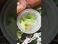 for salad today from little garden #diycrafts #littlegarden #organic #gardening #balconygarden