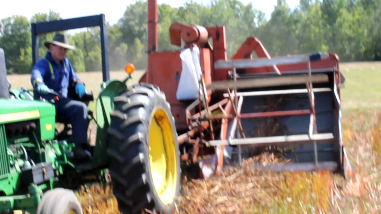 Buckwheat Harvesting in Gelert YouTube