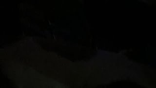 Nighttime dogs live
