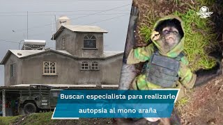 Difunden imágenes del mono araña, mascota de delincuente abatido en Texcaltitlán