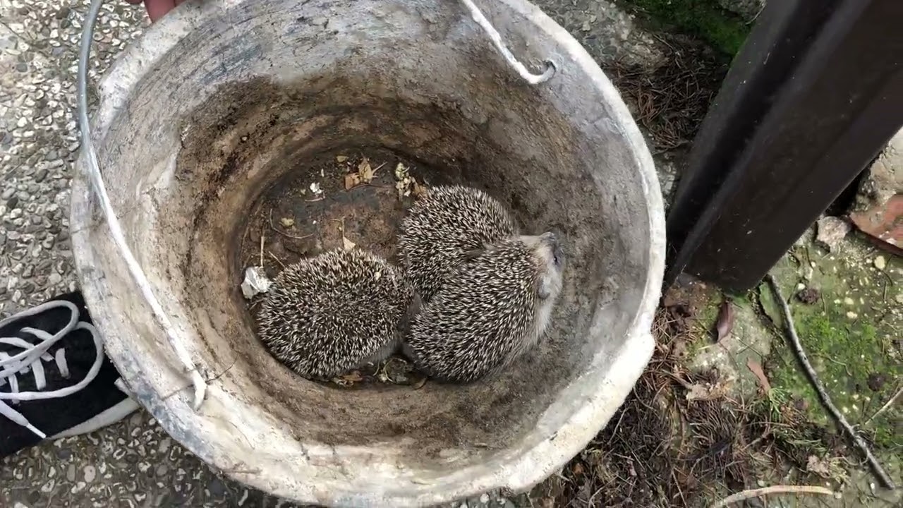 Ho salvato tre ricci...