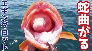 イカの泳がせ釣りにくるはずがまさかの巨デカッ(371話目)