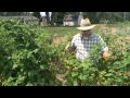 Summer Rasberry Pruning