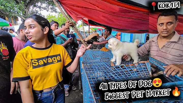Cheap Price Dog In Kolkata | Gallif Street Pet Market Kolkata | Recent Dog Puppy Price Update | Dogs