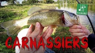 Pêche Au Leurre Souple Black Bass Et Perche Au Ninja Shad Noike - Carna Fishare