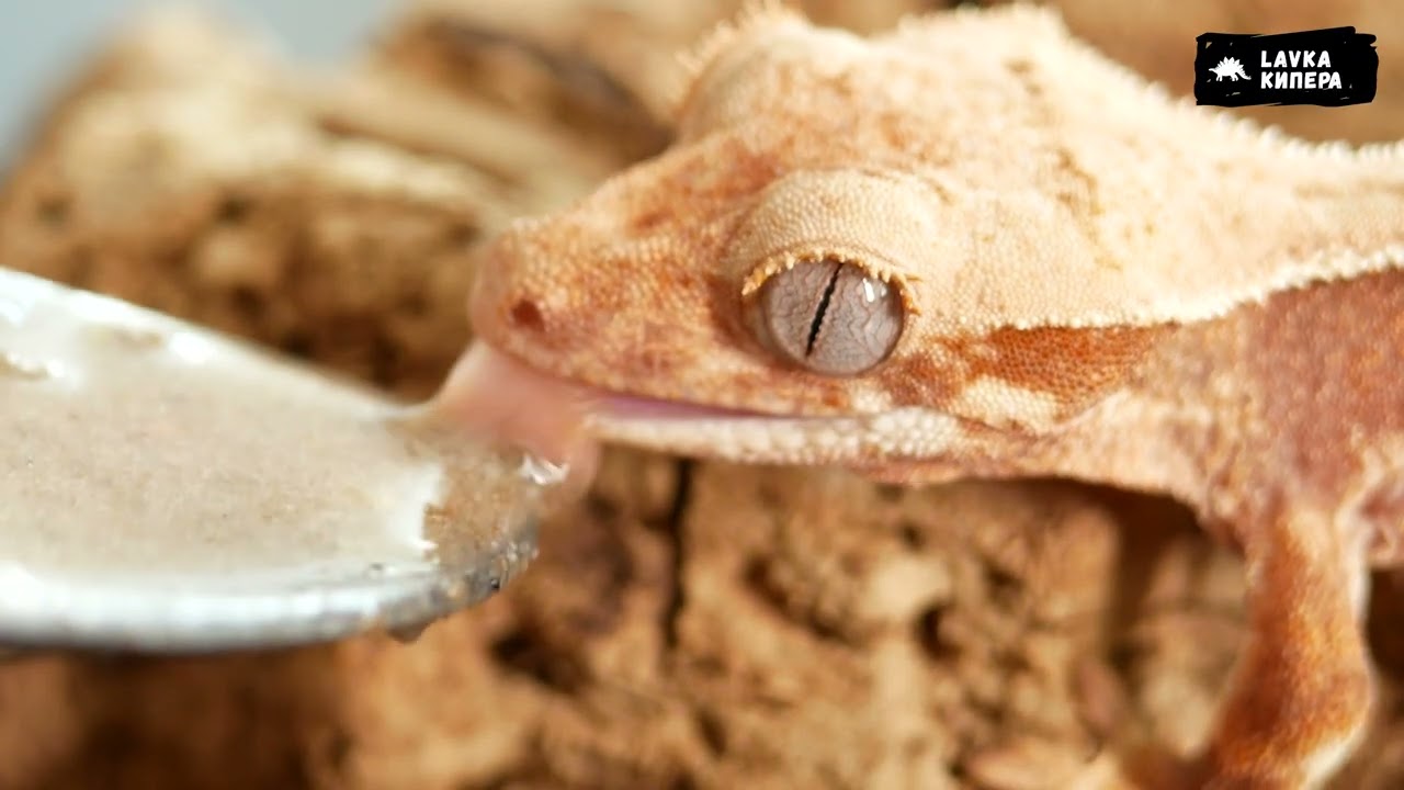 Реснитчатый бананоед (мини-обзор)