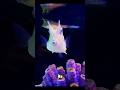 What Are Those Horns Doing on a Fish? The Deadly Secret of the Longhorn Cowfish