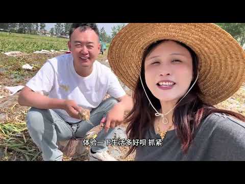 大热天的帮姥姥收蒜头，这个女婿可以吧？