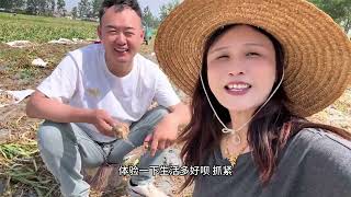 大热天的帮姥姥收蒜头，这个女婿可以吧？