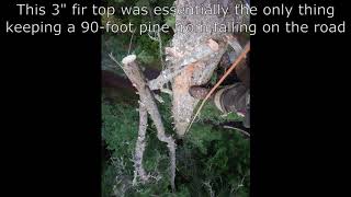 Removing a Leaning & Hung Up 100-foot Skinny Pine