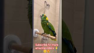 please talking and baby have the || mini vlog|| funny alkingparot #funnyanimals #animals