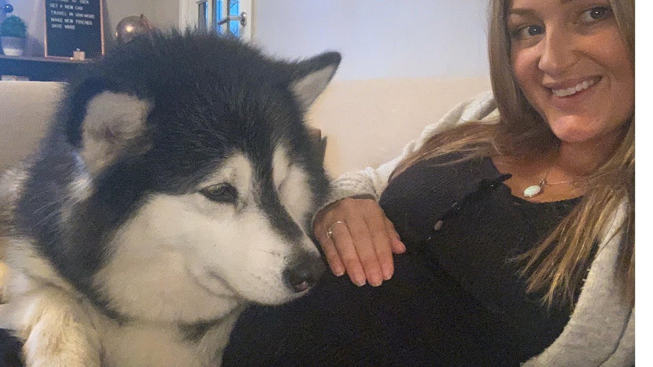 DOG REACTION TO PREGNANCY BABY KICKING YouTube