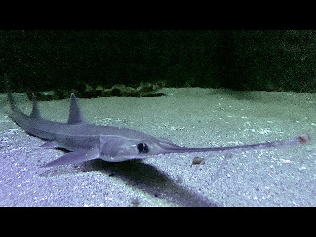 ノコギリザメ Japanese sawshark Pristiophorus japonicus - YouTube