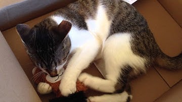 Ghost playing with her Kong Kickeroo