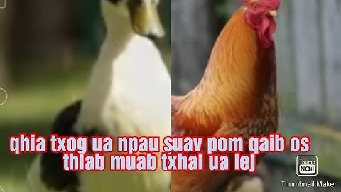 (nkaujsua) qhia txog ua npau suav pom qaib Os thiab muab txiav ua lej