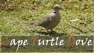 Ring-Necked Dove Streptopelia Capicola Bird Call Video Cape Turtle Dove Stories Of The Kruger