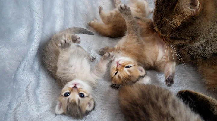 Watch the video about The kittens are getting so big that the mother cat is having a hard time taking care of them...