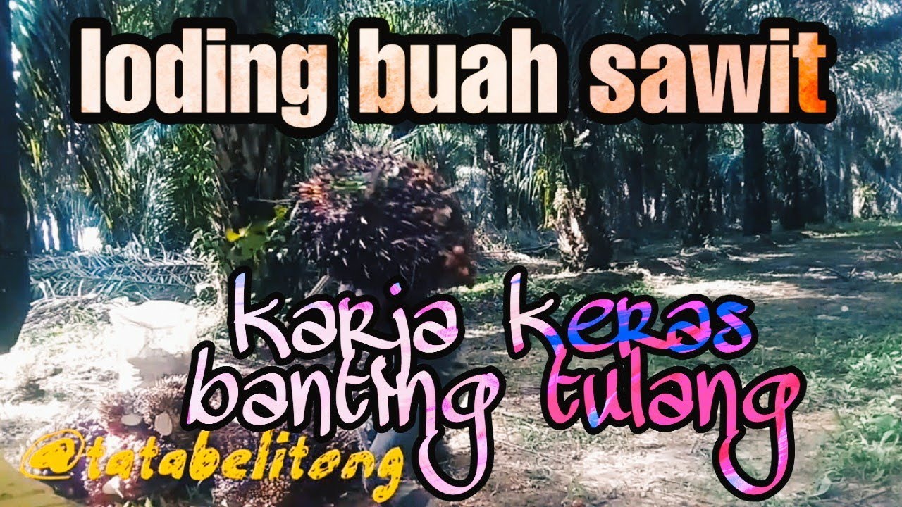 Peloding buah sawit orang belitung