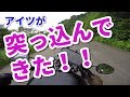 【ChickenMotovlog】バイク走行中にアイツが突っ込んできた