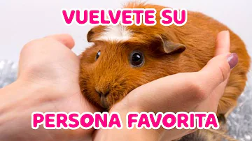 ¿Tienen los conejos una persona favorita?