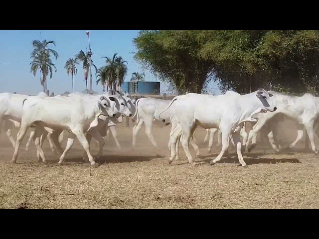 45º Mega Leilão Anual Carpa | BEZERROS LOTE 11C