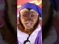 When beauty goes bananas! 🍌💄 #MonkeyDermatologist #SurgeryPrank #CuteChaos #FluffyMakeover #Comedy