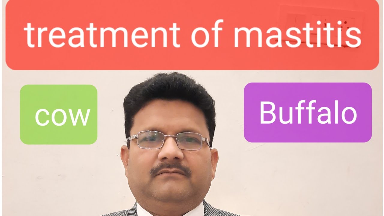 treatment of mastitis l symptoms l थनैला रोग के लक्षण व उपचार। Dr.Umar khan