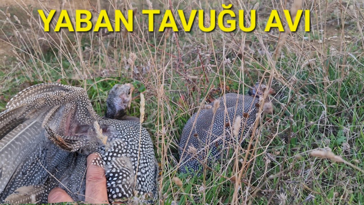 TARLADA ELLE YABAN TAVUĞU YAKALADIM🔥#yabantavuğu #beçtavuğu ▫️4K▫️